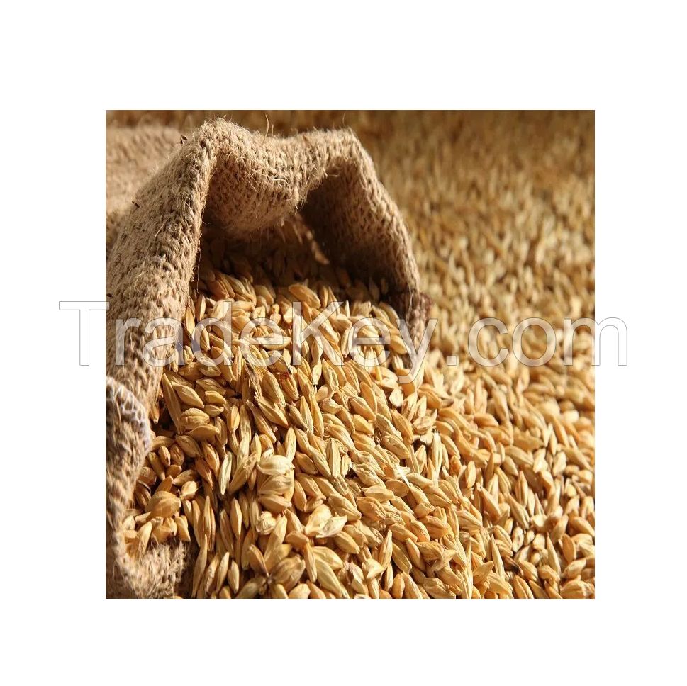 Non-GMO Barley Malt for high-quality brewing