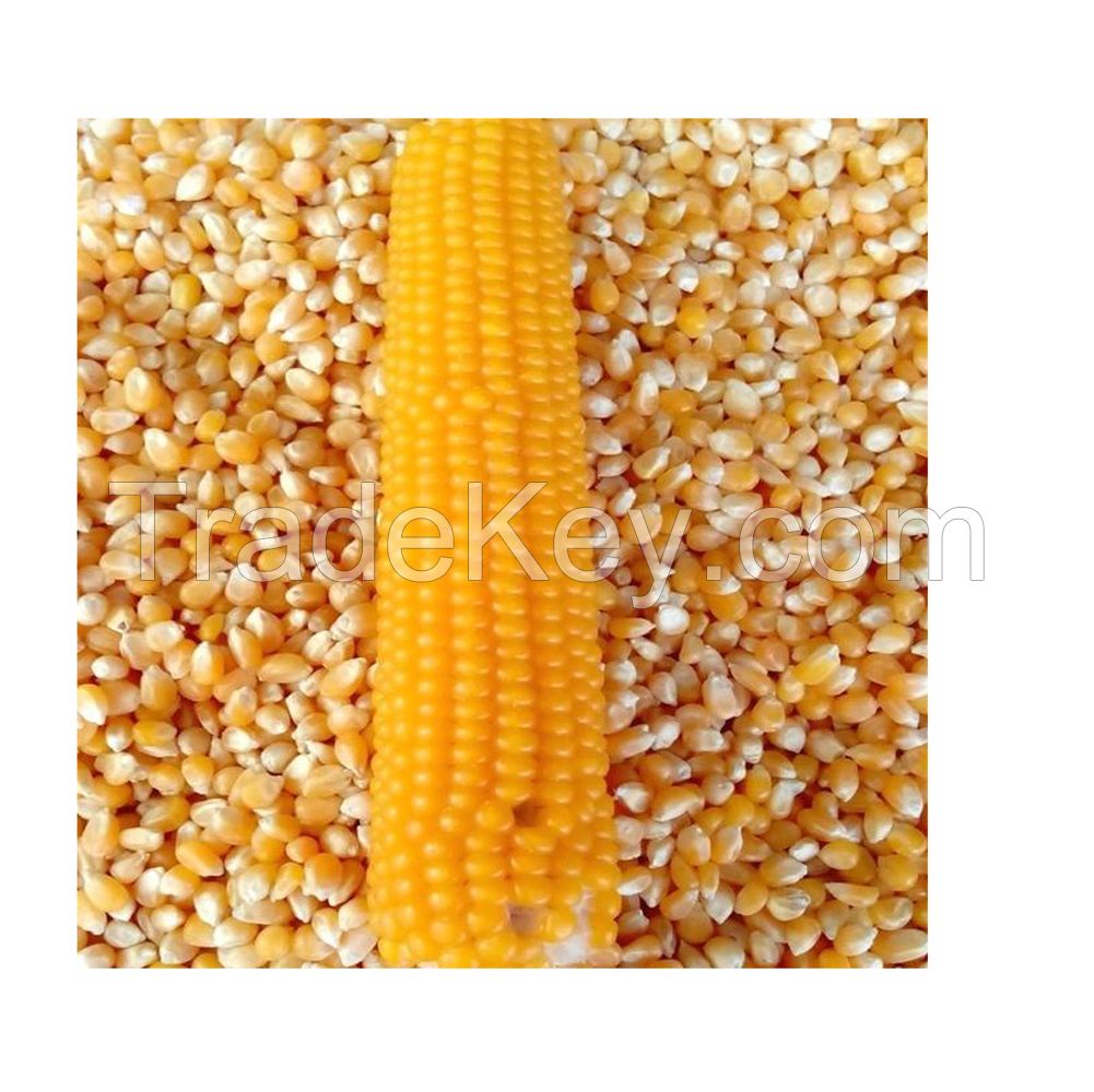 Whole yellow corn kernels for snack production available in bulk