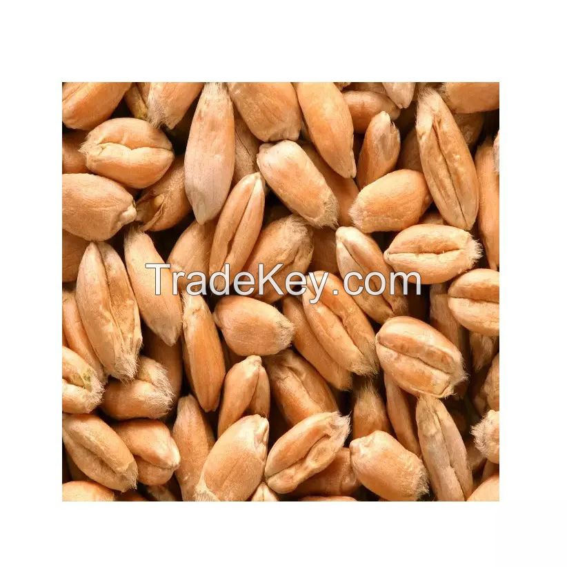 Wholesale Barley Malt for bakeries and food processing