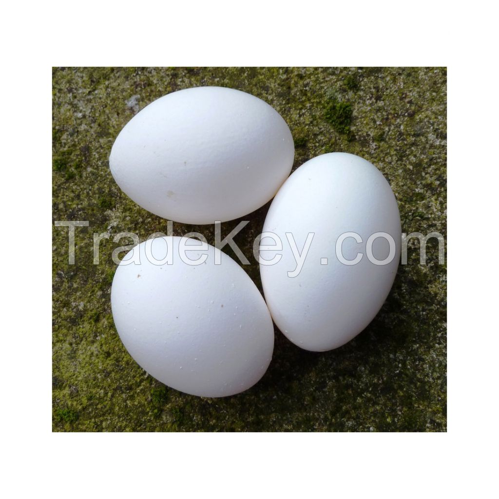 Fresh table eggs for sale in bulk at a wholesale price