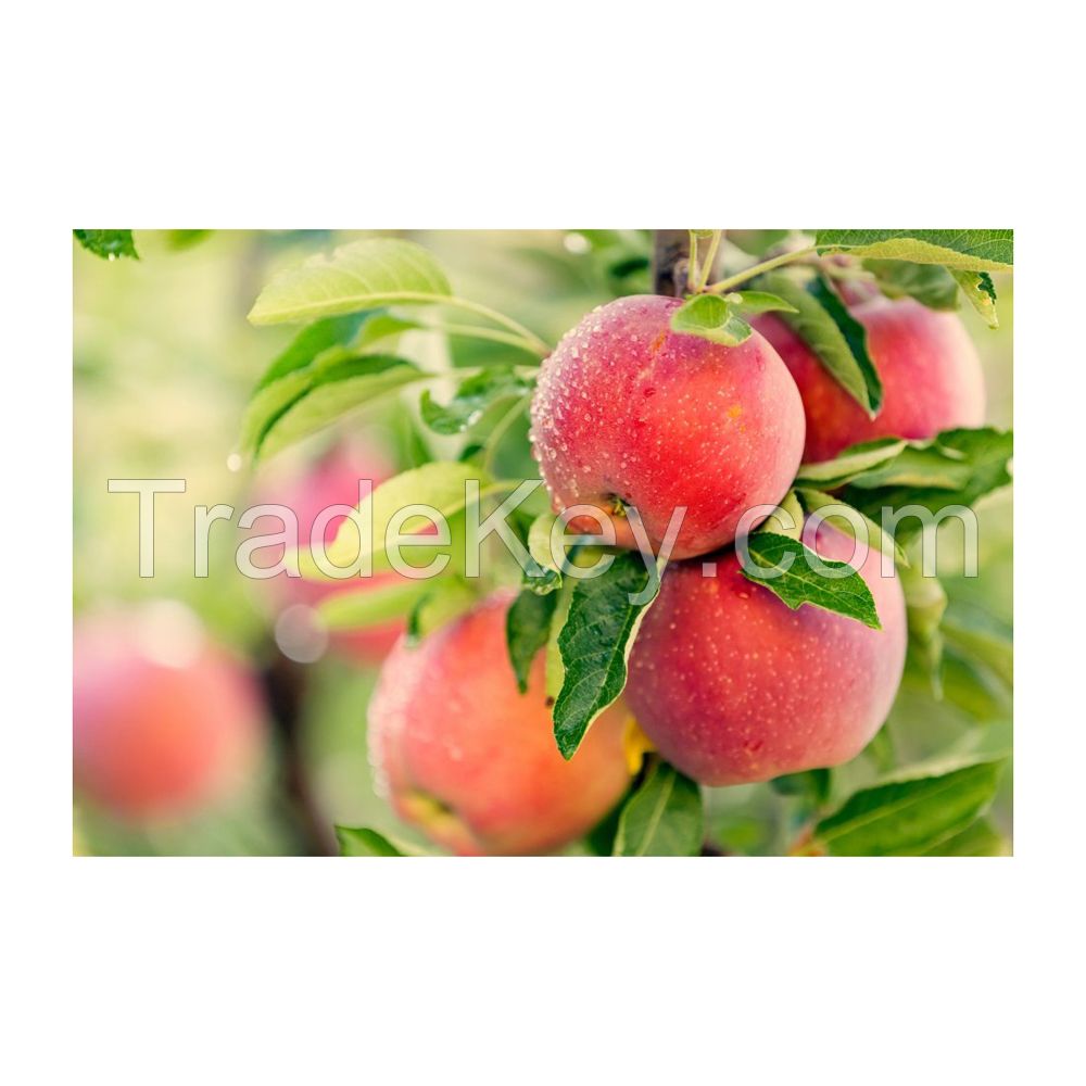 Crisp and juicy red apples for snacking and baking