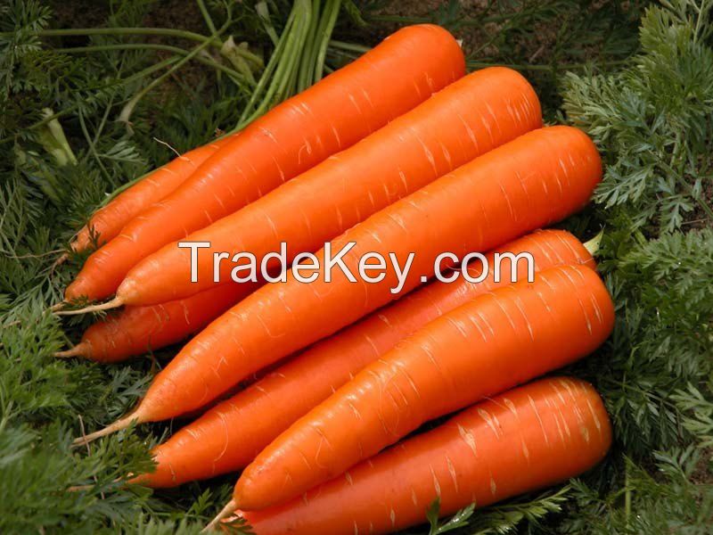 Carrots rich in vitamins and nutrients for a healthy diet
