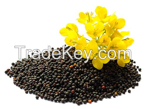 Nutrient-rich rapeseed perfect for livestock feed production