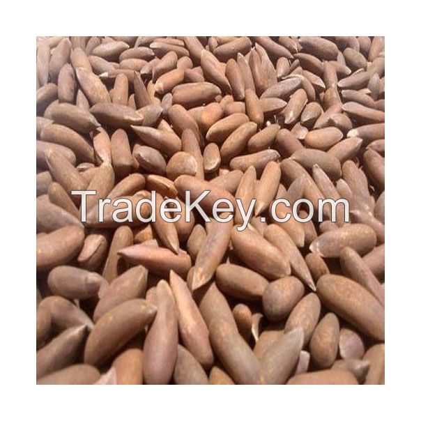 Pecan nuts for sale in bulk at a wholesale price