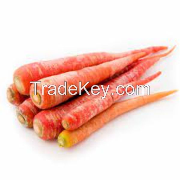 Carrots rich in vitamins and nutrients for a healthy diet