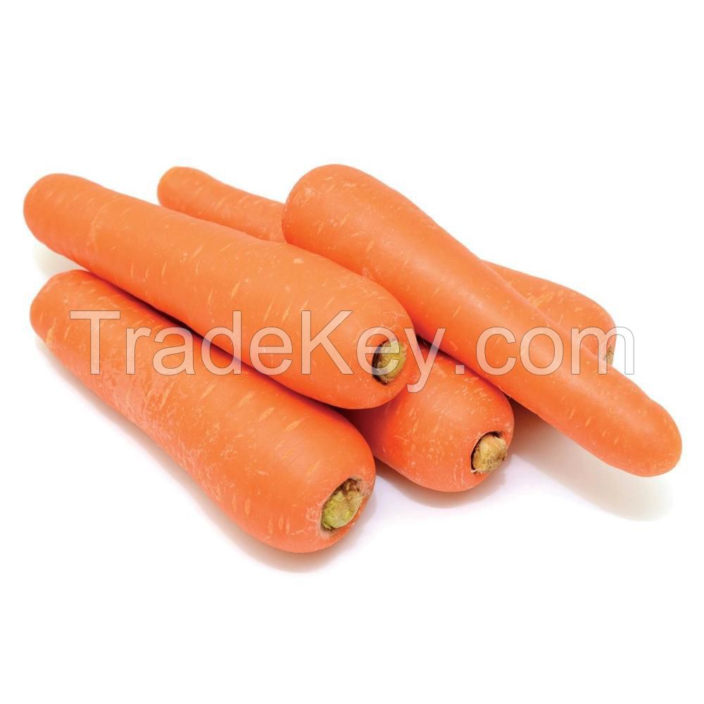 Freshly harvested carrots for juicing and culinary needs