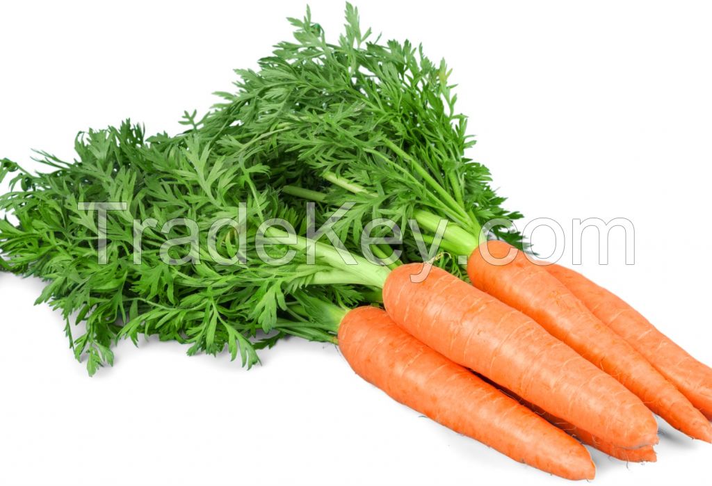 Locally sourced farm-fresh carrots for quality assurance