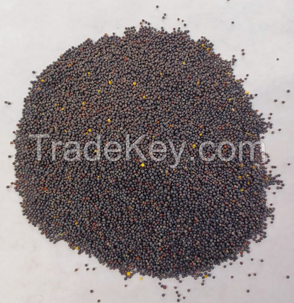 Non-GMO rapeseed for health-conscious and organic markets