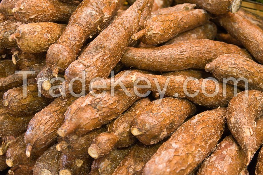 Top-grade cassava roots for food manufacturers and suppliers