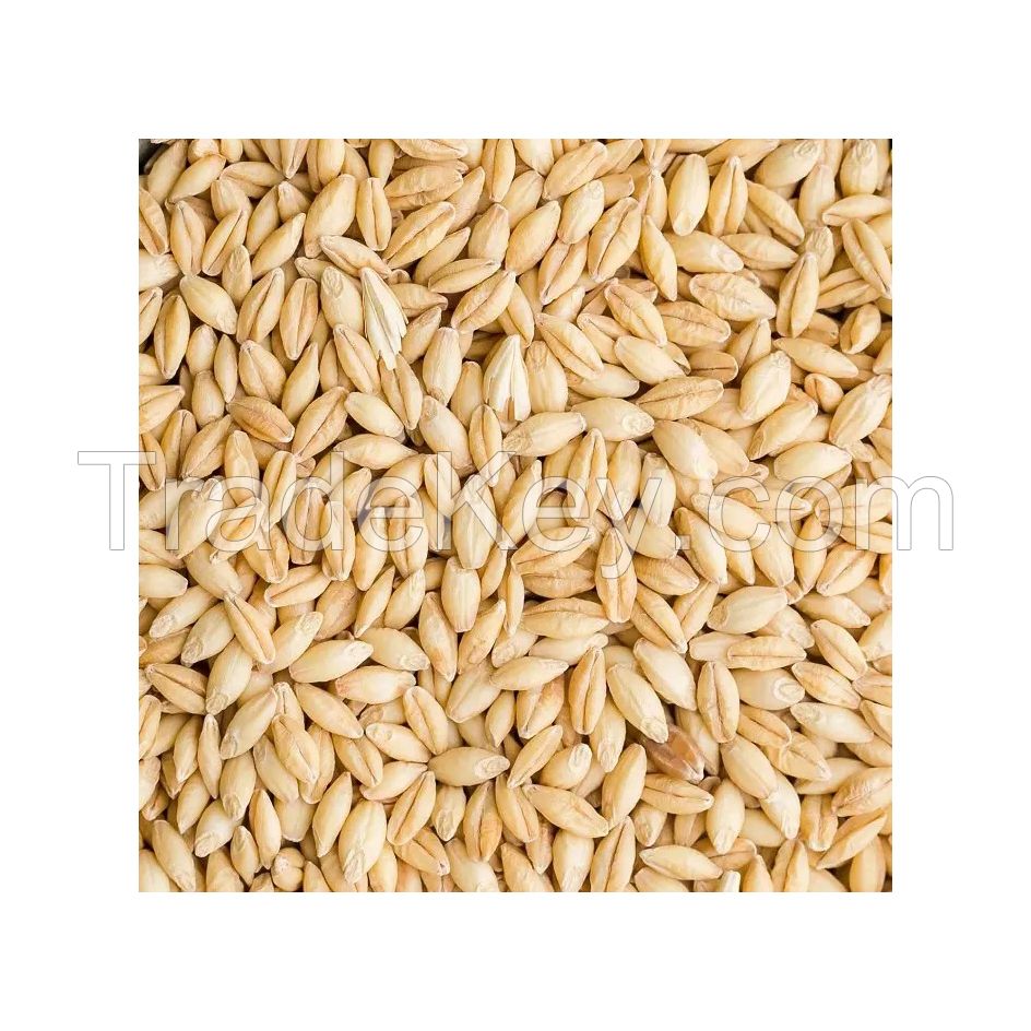 Premium quality Barley Malt available for bulk purchase