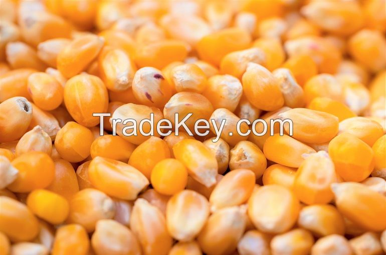 Corn (Maize)