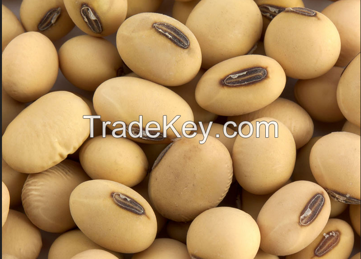 Soya Beans