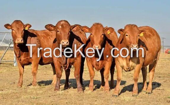 Healthy Live Boer Saanen Kalahari Red Goat cow cattle
