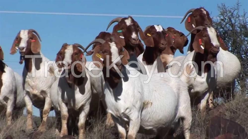 Healthy Live Boer Saanen Kalahari Red Goat cow cattle