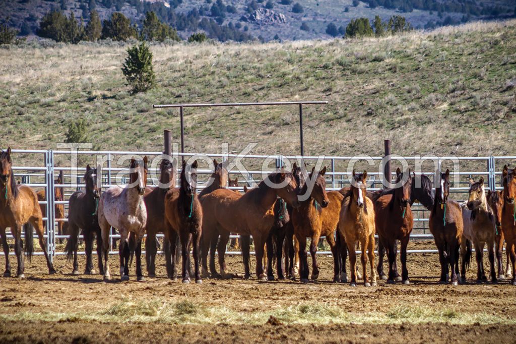 Quality Horses And Ponies Calve Mare ,cow,goats Piglets