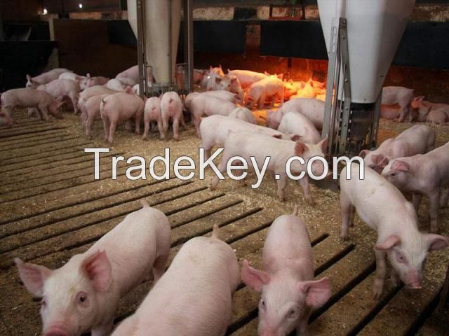 Adult pigs piglets goats cows horse cattle horse livestock,poultry