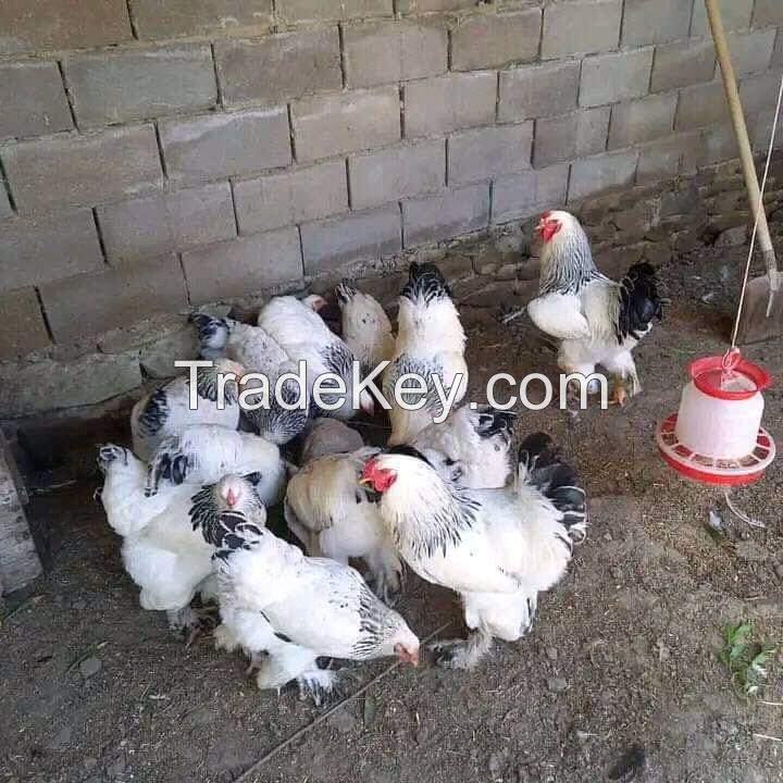 BROILER CHICKEN FOR SALE