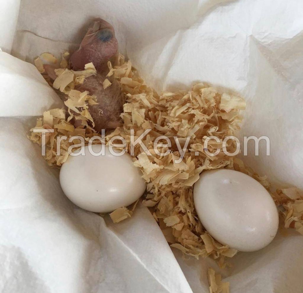 fertile and candle tested parrot birds chicken ducks eggs