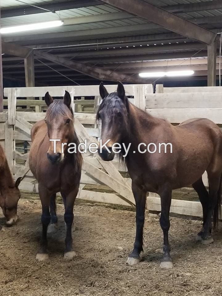 Quality Horses And Ponies Calve Mare ,cow,goats Piglets