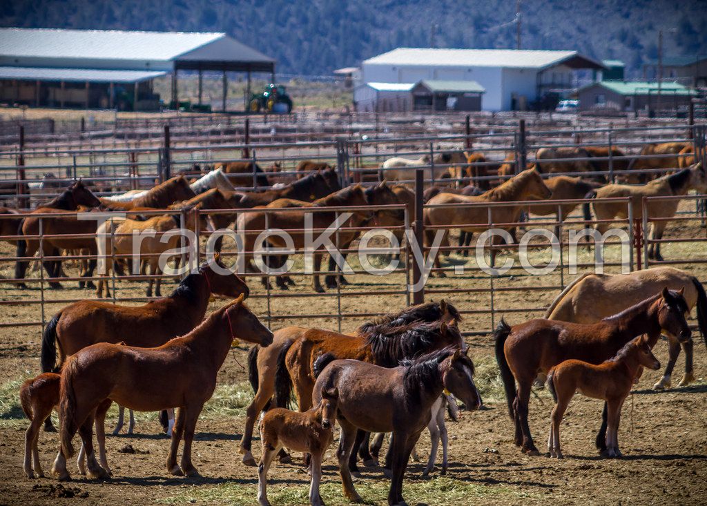 Quality Horses And Ponies Calve Mare ,cow,goats Piglets