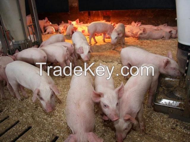 Adult pigs piglets goats cows horse cattle horse livestock,poultry