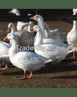 Geese Goose Ducks chicken fowls eggs poultry