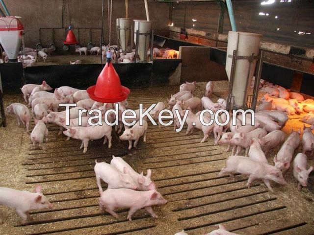Adult pigs piglets goats cows horse cattle horse livestock,poultry