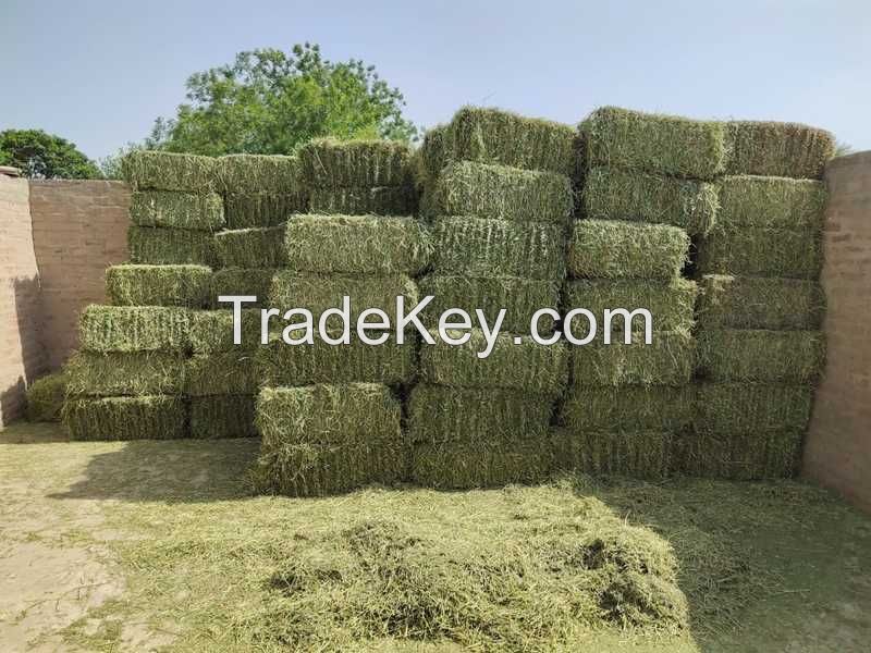 Alfalfa hay pellets for use as animal feed for cattle and other farm animals high quality wholesale prices alfalfa pellets