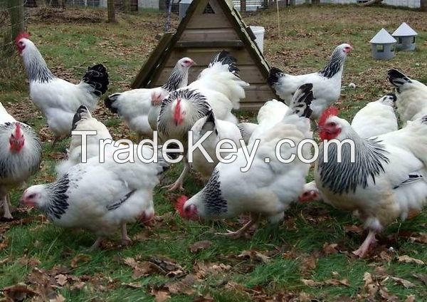 Fertile Eggs fowls chicken chicks poultry eggs parrots birds hens rooster