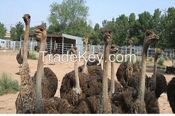 Black Neck Ostrich &amp; Fertile Eggs Chickens Eggs Healthy Peacocks And Peahens