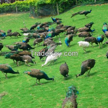 Black Neck Ostrich & Fertile Eggs Chickens Eggs Healthy Peacocks And Peahens