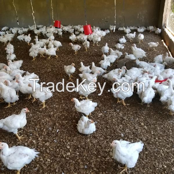 Fertile Eggs fowls chicken chicks poultry eggs parrots birds hens rooster