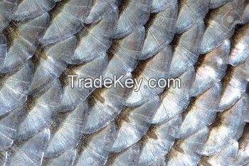 Tilapia Fish Washed Scales for Extracting Collagen