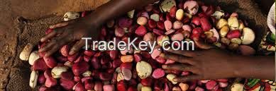 kola nut