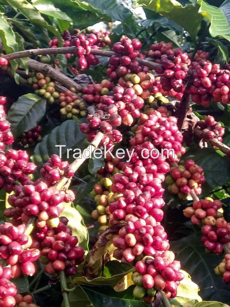 Arabica coffee beans