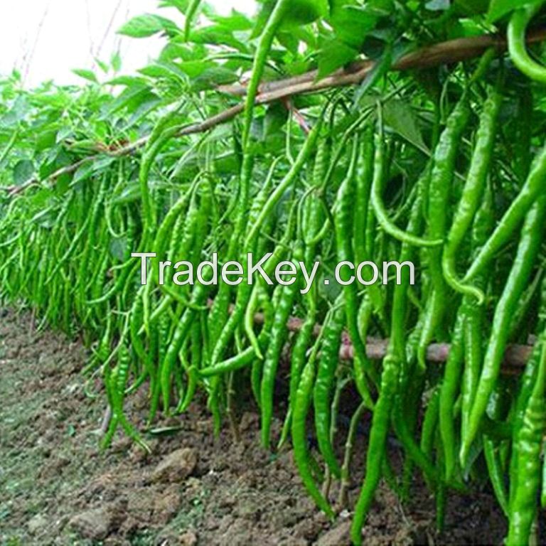 IVY GOURD