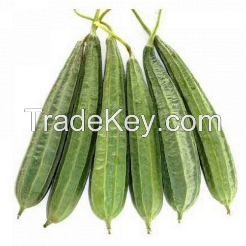 RIDGE GOURD