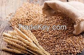 EXCELLENT WHEAT FOR SALE