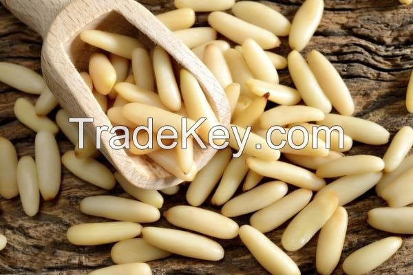 zazai ltd pine nuts