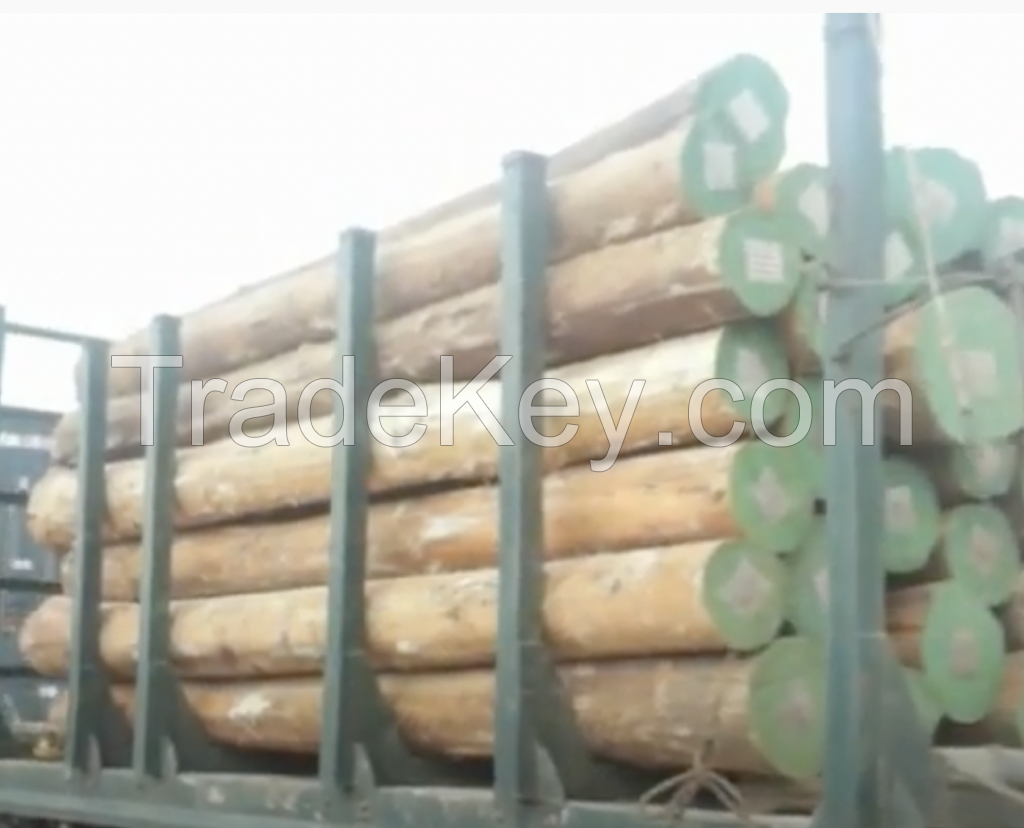 eucalyptus timber wood logs/crude wood Pine and Oak Teak Wood Logs, Timber, wood Sawn Timber