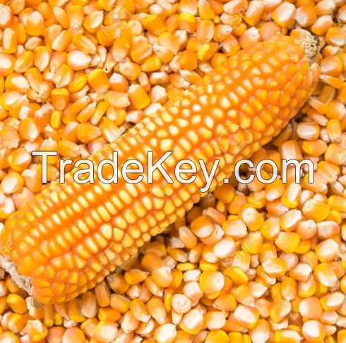 Yellow corn