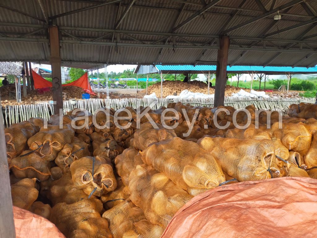 Semi husked coconut