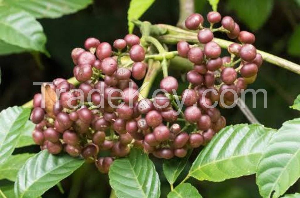 BANDICOOT BERRY NUTROSONIDE EXTRACT 