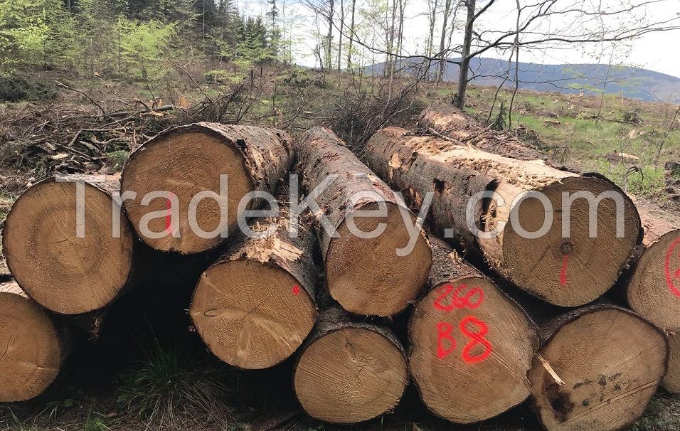 EUROPEAN PINE AND SPRUCE TIMBER