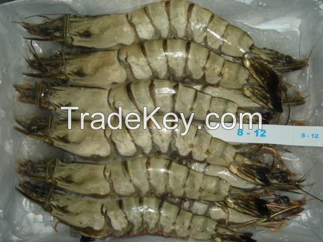 Frozen Black Tiger and Vannamei Shrimp