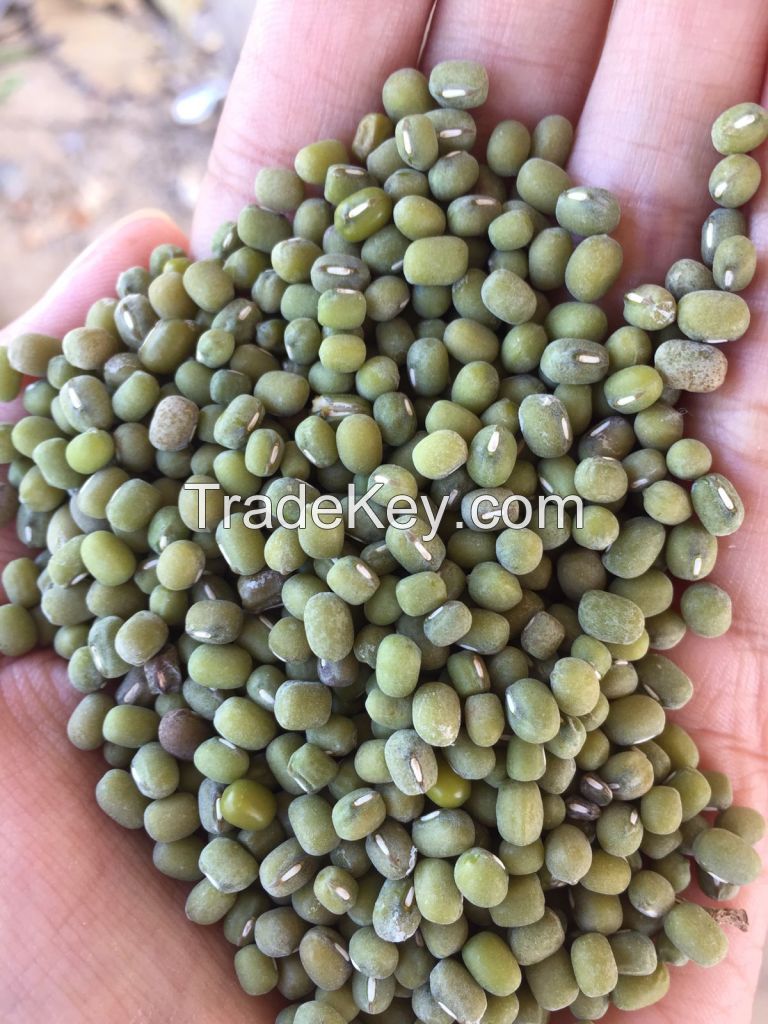 green mung beans