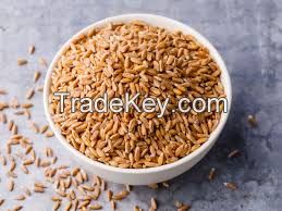 premium quaility wheat for sale