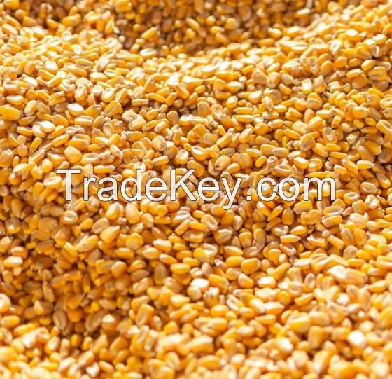 Yellow Maize Yellow Corn For Human Consumption and Animal Feed