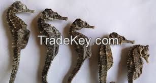 Organic and certified Dried seahorse, Dried Sea Cucumber, Dried Seahorse Powder