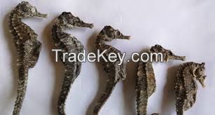 Organic And Certified Dried Seahorse, Dried Sea Cucumber, Dried Seahorse Powder